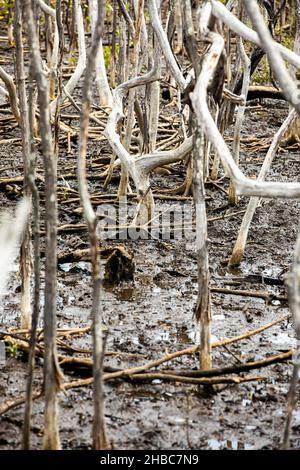 Marais dans le projet de reboisement de mangrove, Avellana Beach, Costa Rica Banque D'Images