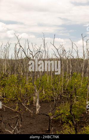 Marais dans le projet de reboisement de mangrove, Avellana Beach, Costa Rica Banque D'Images