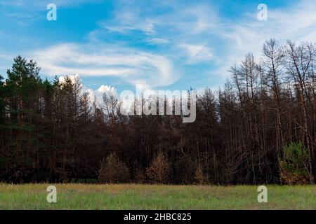 Forêt de conifères un an après l'incendie. Les conifères ont brûlé lors d'un incendie sur fond d'herbe verte. Le problème des feux de forêt Banque D'Images