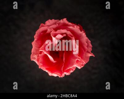 Studio photo de fleur sur fond noir.Mise au point sélective. Banque D'Images