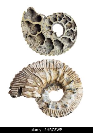 ensemble de découpes de coquillages ammonites fossilisés polis sur fond blanc Banque D'Images