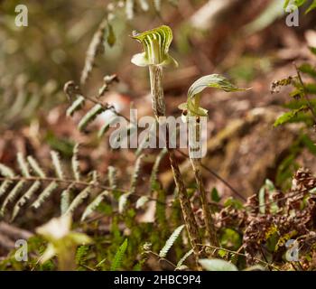 Ariesama triphullum avec quelques coccinelles dans la forêt himalayenne au printemps. Banque D'Images