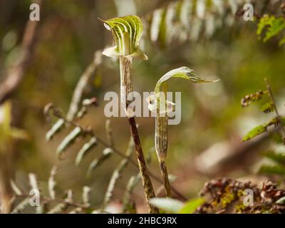 Ariesama triphullum avec quelques coccinelles dans la forêt himalayenne au printemps. Banque D'Images