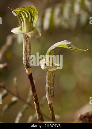 Ariesama triphullum avec quelques coccinelles dans la forêt himalayenne au printemps. Banque D'Images