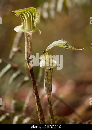 Ariesama triphullum avec quelques coccinelles dans la forêt himalayenne au printemps. Banque D'Images