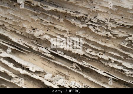 Une vue rapprochée de la grainstone, ou des rochers de kurkar, typique des rives méditerranéennes. Banque D'Images