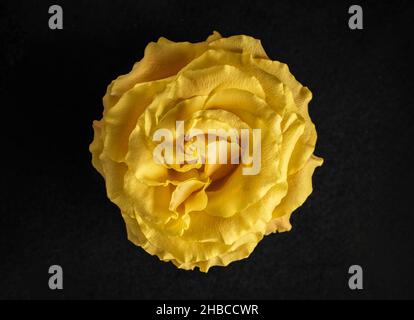 Gros plan de la fleur sur fond noir.Prise de vue macro. Banque D'Images