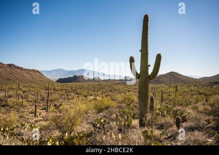 Saguaro Cactus avec une nouvelle croissance regarde le désert dans le désert de Sonoran Banque D'Images