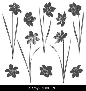 Jeu d'illustrations en noir et blanc avec narcisse.Objets vectoriels isolés sur fond blanc. Illustration de Vecteur