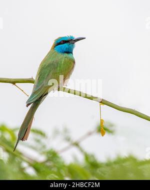 Arabian Green Bee Eater assis sur un arbre en Jordanie Banque D'Images