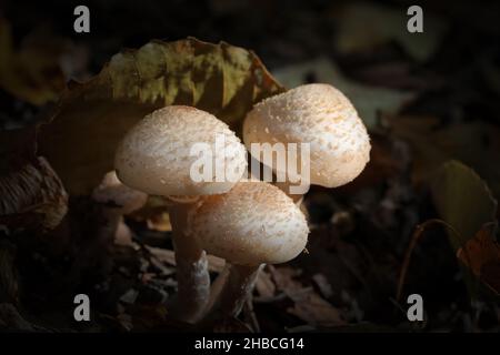 Trois jeunes champignons de miel sous faisceau lumineux dans la forêt sombre Banque D'Images