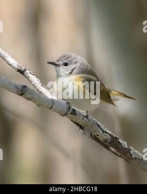 Oiseau paruline Redstart femelle d'Amérique sur branche d'arbre dans la forêt Banque D'Images