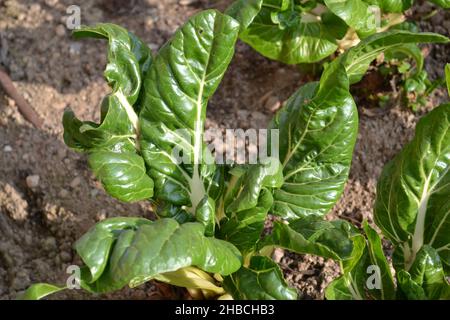 Vue rapprochée de la plante du bard avec de grandes feuilles vertes cultivées sur le sol dans le jardin agricole. Banque D'Images