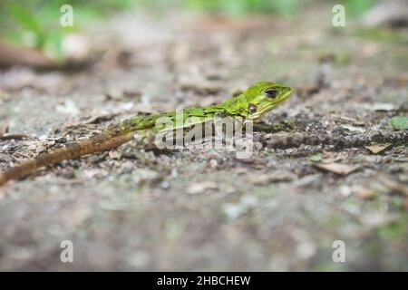 Gros plan d'un bébé 'Green Iguana' , nom latin 'Iguana Iguana' n Guatemala Banque D'Images