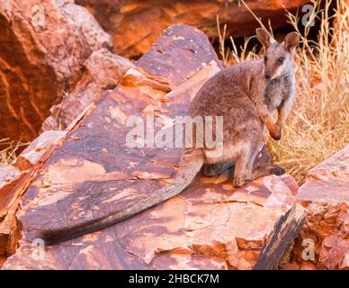 Roche à pieds noirs Wallaby, Petrogale lateralis centralis, espèces rares et menacées à Simpson's Gap, dans la chaîne des West MacDonnell Ranges, près d'Alice Springs NT Banque D'Images