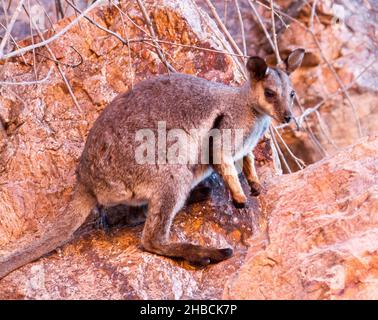 Roche à pieds noirs Wallaby, Petrogale lateralis centralis, espèces rares et menacées à Simpson's Gap, dans la chaîne des West MacDonnell Ranges, près d'Alice Springs NT Banque D'Images