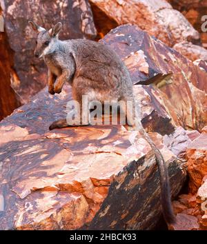 Roche à pieds noirs Wallaby, Petrogale lateralis centralis, espèces rares et menacées à Simpson's Gap, dans la chaîne des West MacDonnell Ranges, près d'Alice Springs NT Banque D'Images