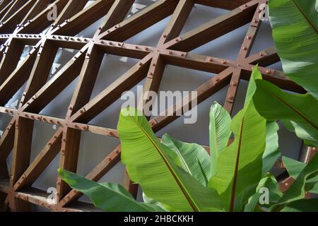 Feuilles de jeunes palmiers à rayures vertes au soleil avec arrière-plan en bois d'architecture dans le jardin. Banque D'Images