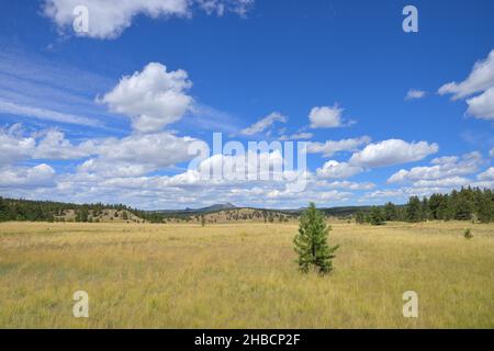 Paysages pittoresques autour du monument national Florissant Fossil Beds, Florissant CO Banque D'Images