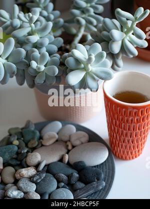 Plante succulente, tasse de thé et pierres naturelles.Zen et équilibre de la vie.Détails intérieurs Banque D'Images