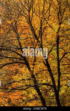 États-Unis, Caroline du Nord, parc national des Great Smoky Mountains, érable d'automne à Deep Creek surplombent Banque D'Images