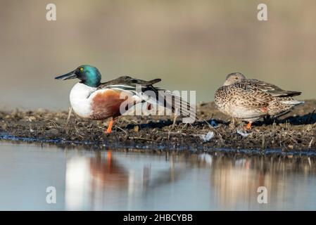 Northern Shoveler (Spatule clypeata), Sacramento National Wildlife refuge (NWR) Pacific Flyway, Californie du Nord, États-Unis Banque D'Images