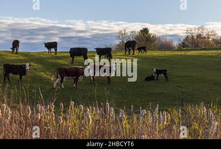Vaches laitières broutant tôt le matin dans le nord du Wisconsin. Banque D'Images