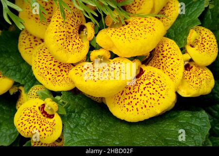 Calceolaria plante également appelée porte-monnaie de dame, fleur de slipper, fleur de poche ou de slippermoort, Banque D'Images