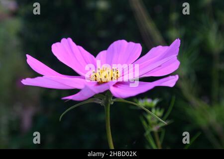 FLEUR COSMOS UNIQUE. COSMOS SONT DES PLANTES VIVACES HERBACÉES OU DES PLANTES ANNUELLES ÉGALEMENT APPELÉES ASTERS MEXICAINS OU COSMOS DE JARDIN. Banque D'Images