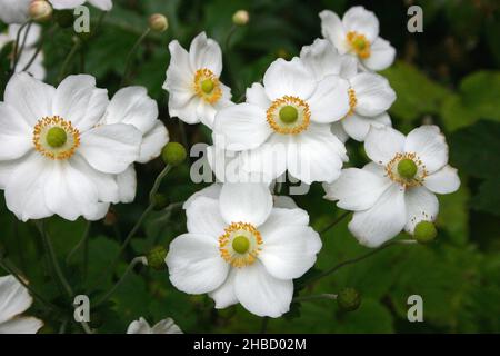 WINDFLOWERS JAPONAIS OU JAPONAIS DES ANÉMONES (ANEMONE X HYBRIDA) Anemone hupehensis, Anemone hupehensis var. japonica, et Anemone × hybrida Banque D'Images