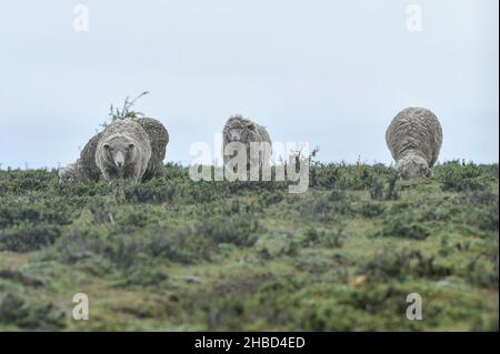 Ovis orientalis aries - le mouton est un mammifère à capuchon quadrupé. Banque D'Images