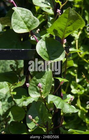 Sydney Australie, fleurs d'une basella alba grimpant ou épinards malabar Banque D'Images