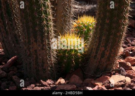 Sydney Australie, soleil sur de nouvelles colonnes de cactus Banque D'Images