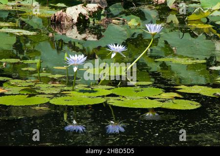 Sydney Australie, étang aux nénuphars à fleurs violettes Banque D'Images