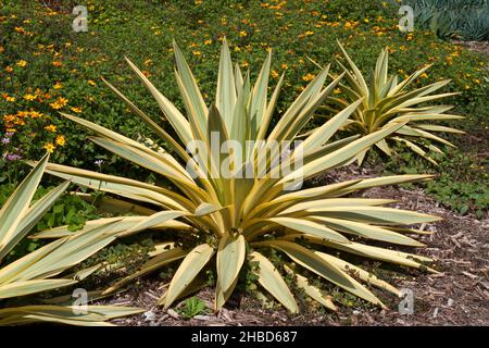 Sydney Australie, Yucca gloriosa plantes « Citrus Twist » dans un jardin indigène du sud-est des États-Unis Banque D'Images