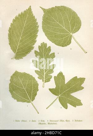 Feuilles d'arbres d'Europe centrale : 1 ormes, ormes, 2 tilleul, 3 chêne, 4 tremble,aspen, 5 érable de campagne (Maßholder)., (livre de biologie, 1903), Bätter mitteleuropäischer Bäume: 1 Ulme, Rüster, 2 Linde, 3 Eiche, 4 Zitterpapel,ESPE, 5 Feldahorn (porte-plaquette) Banque D'Images