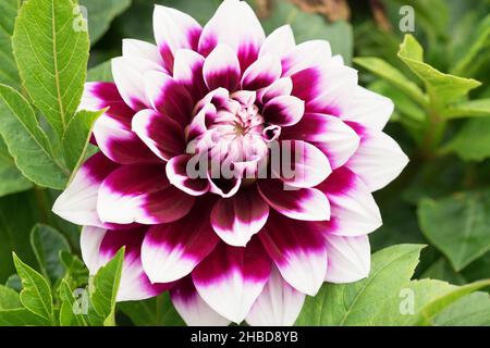 Fleur de Dahlia pinnata en violet et blanc gros plan.Photo macro de la nature Banque D'Images