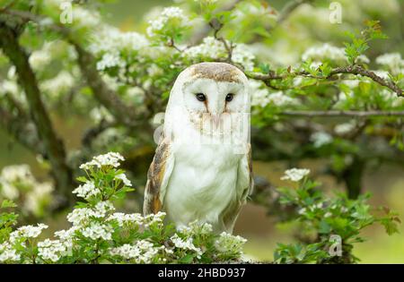 Barn Owl, Nom scientifique : Tyto alba.Gros plan d'une chouette de grange en été, perchée dans la fleur de Hawthorn blanche et orientée vers l'avant.Espace pour la copie. Banque D'Images