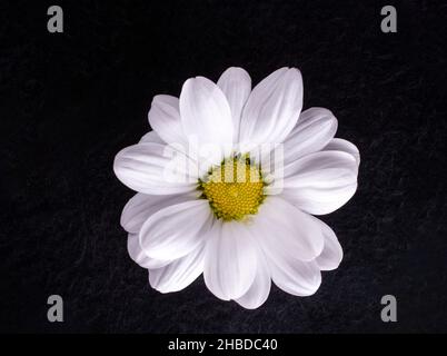 Studio photo de fleur sur fond noir.Mise au point sélective. Banque D'Images