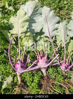 La récolte de chou kohlrabi dans le jardin, trois légumes qui reposent sur l'herbe, déchirés du sol avec des racines Banque D'Images