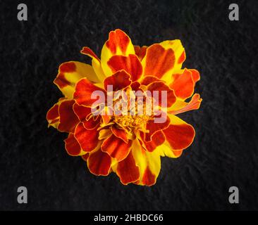 Studio photo de fleur sur fond noir.Mise au point sélective. Banque D'Images