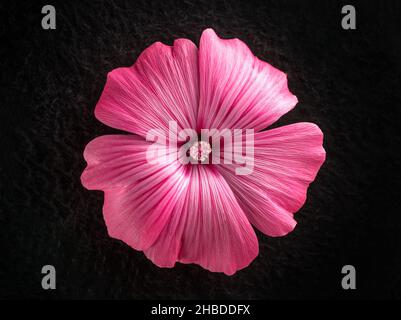 Studio de fleurs sur fond noir.Pour la conception.Nature. Banque D'Images