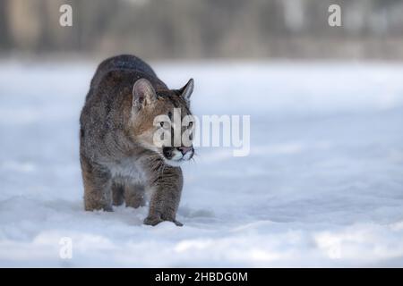 Un Puma mâle traverse une prairie enneigée. Banque D'Images