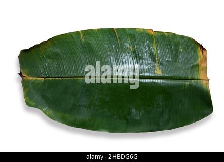 Feuille de banane isolée sur fond blanc Banque D'Images