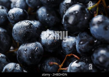 Raisins noirs mûrs avec gouttes d'eau sur les fruits.Macro Banque D'Images