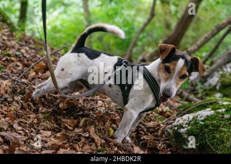 jack russel chien sur une laisse dans une forêt Banque D'Images