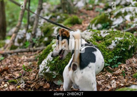 jack russel chien sur une laisse dans une forêt Banque D'Images