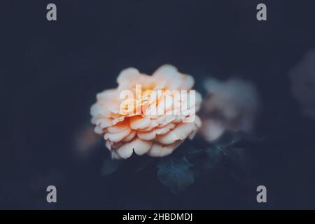Une belle rose luxuriante et parfumée aux pétales délicats fleurit parmi les feuilles sombres au crépuscule de l'été.Nature et romance. Banque D'Images