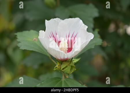 Gros plan d'une fleur blanche d'hibiscus syrien avec un flou Banque D'Images