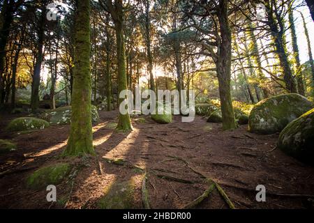 Paysage forestier avec les rayons du soleil qui brillent parmi les arbres.Vieux bois avec des rochers avec de la mousse Banque D'Images